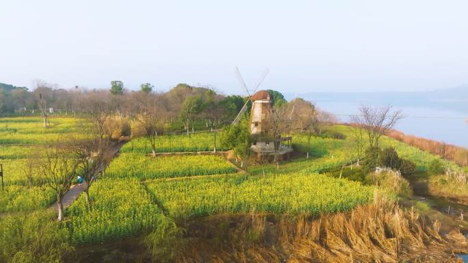 武汉东湖万国公园油菜花海