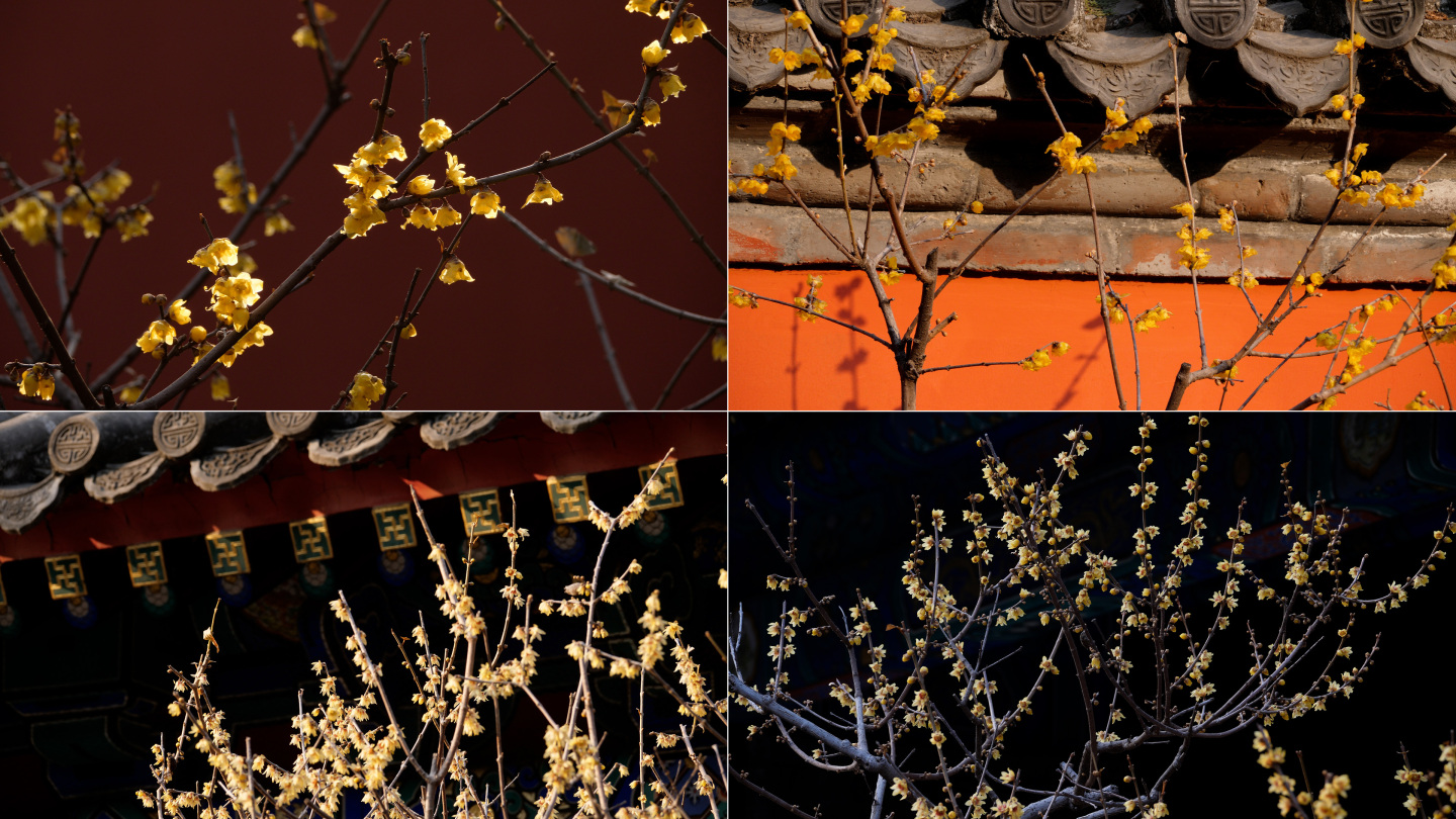早春-皇城红墙-盛开的腊梅花