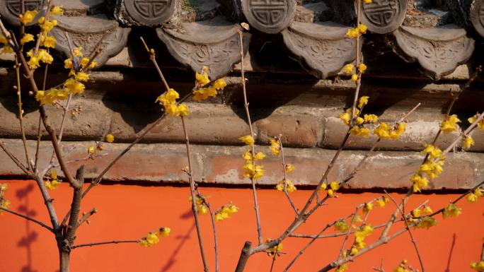 早春-皇城红墙-盛开的腊梅花