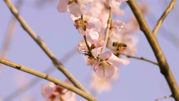 原创4k飞行种的蜜蜂特写