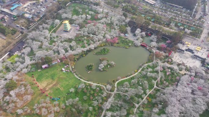 航拍武汉东湖樱园盛花期