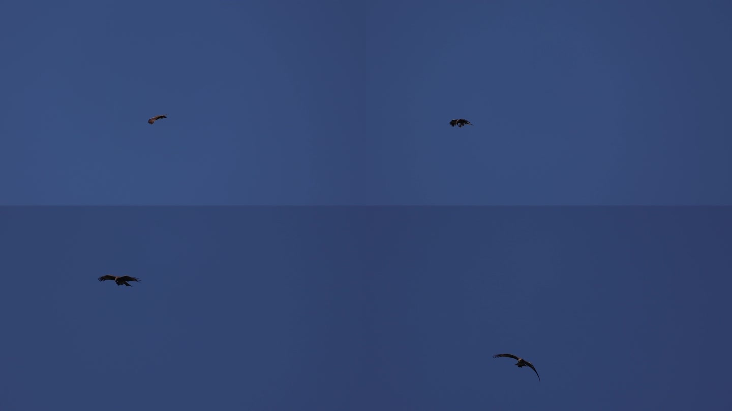老鹰在空中翱翔捕食实拍4k