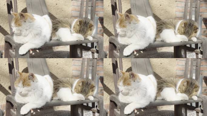 猫躺在老旧椅子上晒太阳休息慵懒状态