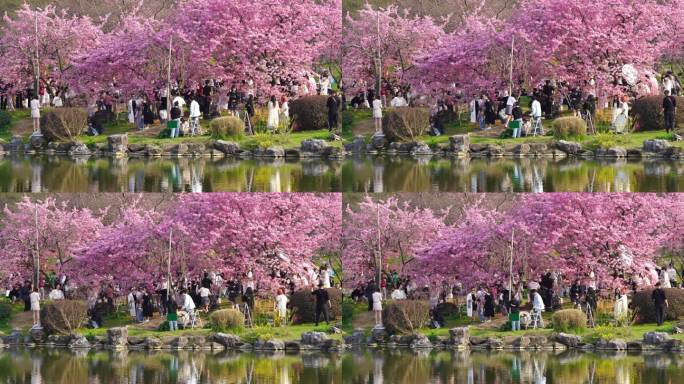 武汉东湖樱花园粉色樱花树下的游客