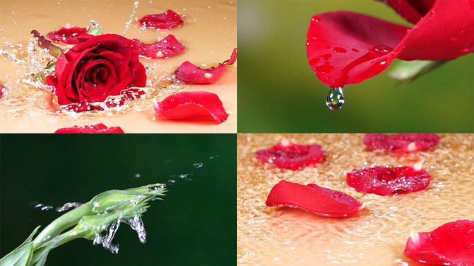 玫瑰花与水的故事
