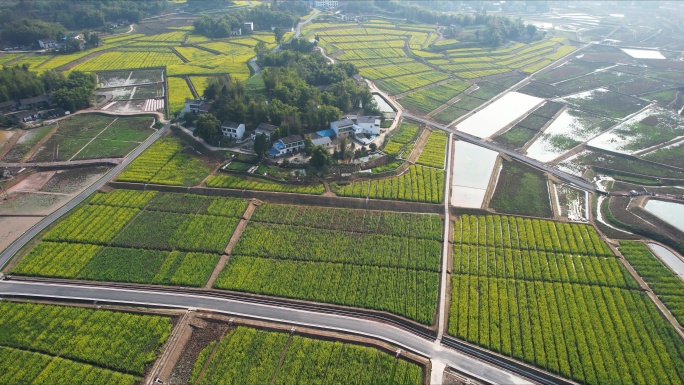 现代农业园粮油基地