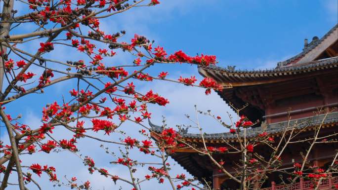 中式传统古建筑屋檐 木棉花