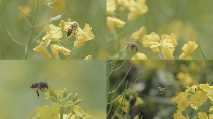 油菜花丛中的蜜蜂
