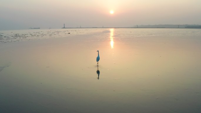 清晨日出下在江边行走的白鹭