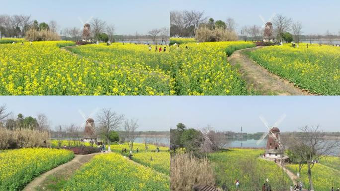 武汉东湖万国公园油菜花海