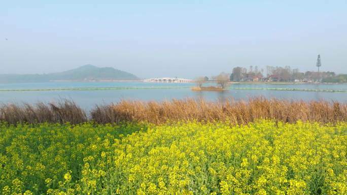 武汉东湖万国公园油菜花海