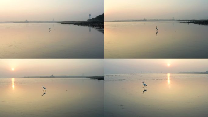 清晨日出下在江边行走的白鹭