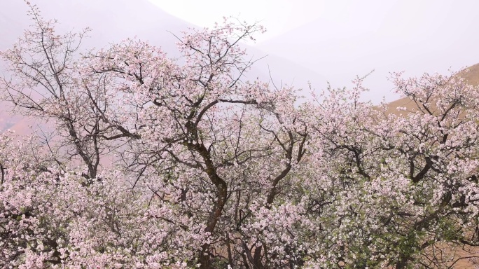 风中摇曳的桃花树