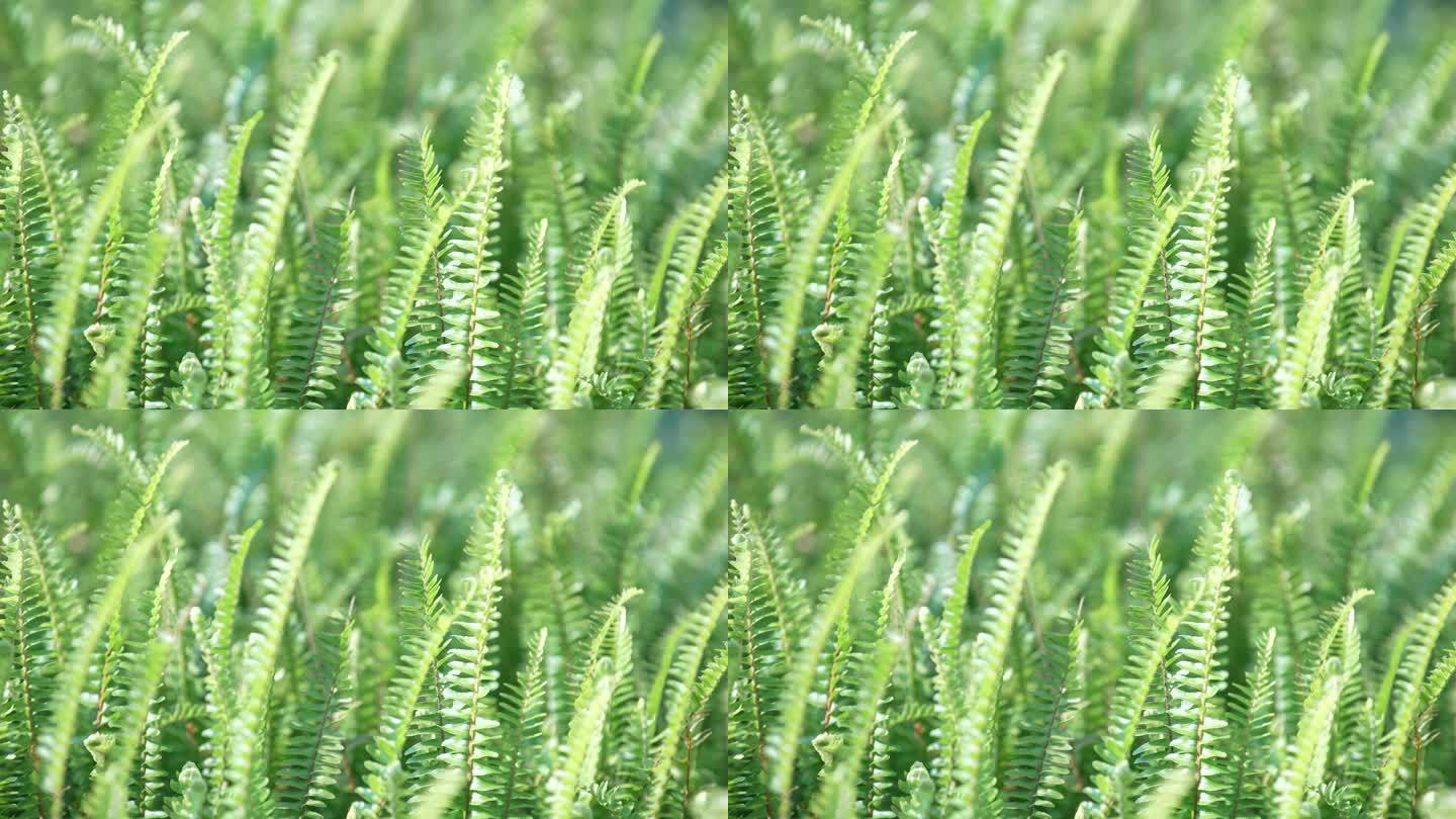 【正版4k】阳光下的绿色苔藓