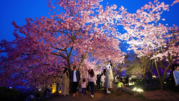 武汉东湖樱花园傍晚樱花树下的游客