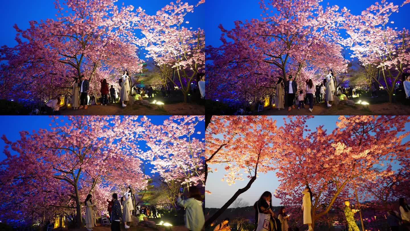 武汉东湖樱花园傍晚樱花树下的游客