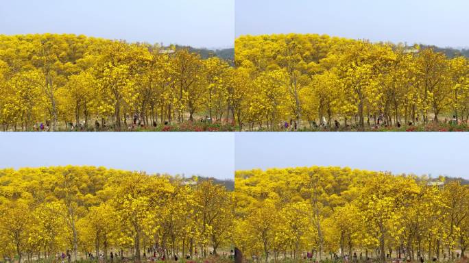 公园风铃谷黄花风铃木盛花期