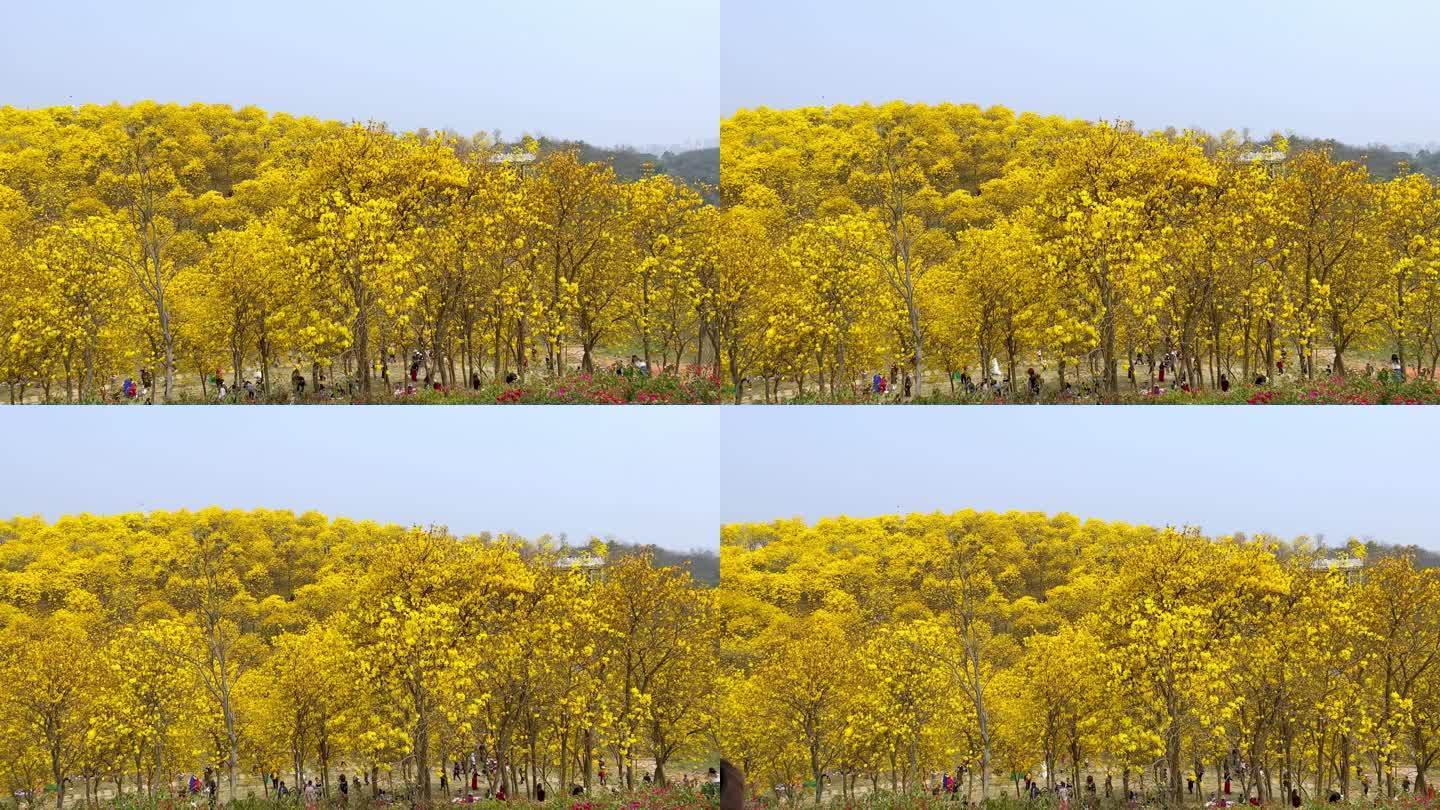 公园风铃谷黄花风铃木盛花期