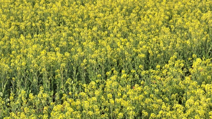 武汉东湖万国公园油菜花海