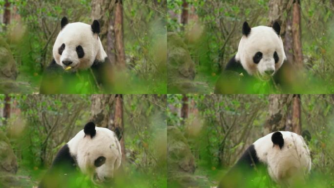 国宝大熊猫坐着吃竹笋特写
