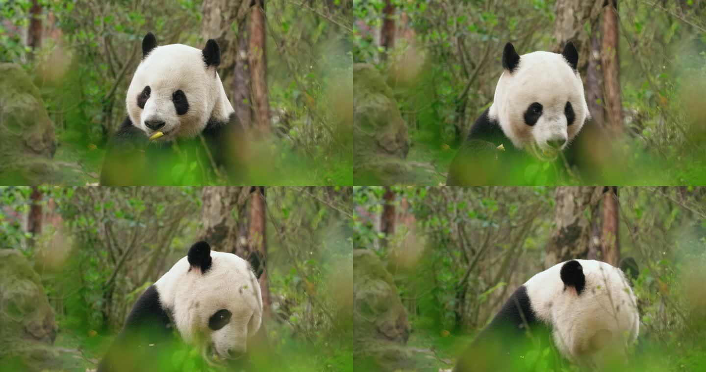 国宝大熊猫坐着吃竹笋特写