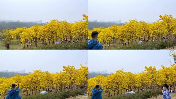 公园风铃谷黄花风铃木盛花期