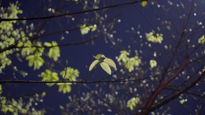 最新广州天河城市月光树叶