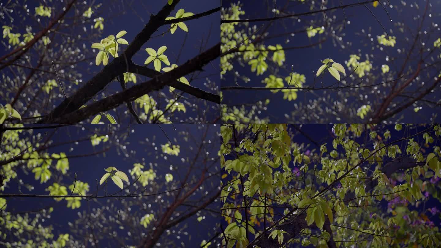 最新广州天河城市月光树叶