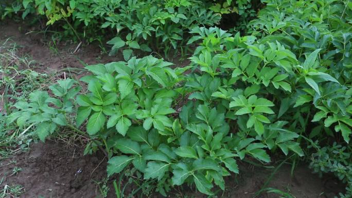 白芷 外形 植株 大田 叶