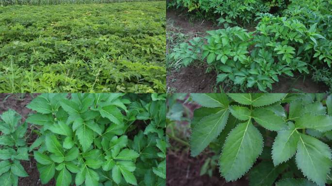 白芷 外形 植株 大田 叶