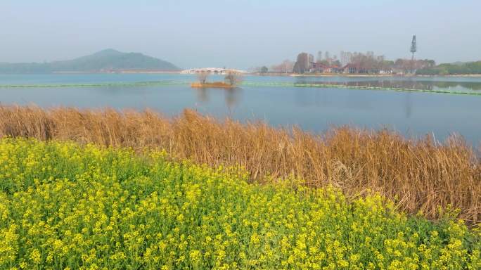 武汉东湖万国公园油菜花海