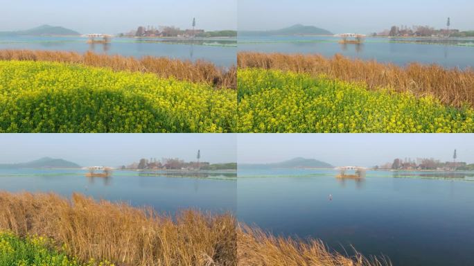 武汉东湖万国公园油菜花海