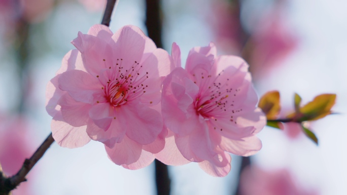 【原创】实拍春天美人梅花开开花蜜蜂采蜜