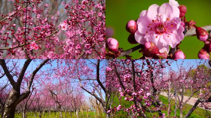 梅花 春天景色 4K春天视频