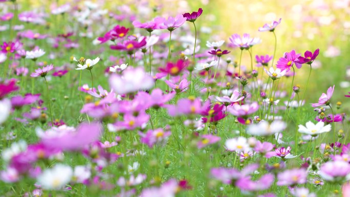 格桑花实拍