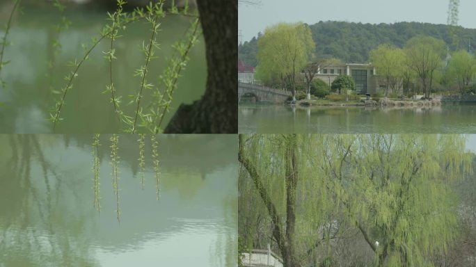 河边的柳树