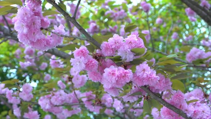 春天樱花盛开枝头特写