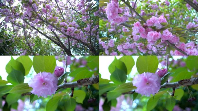 春天樱花盛开枝头特写