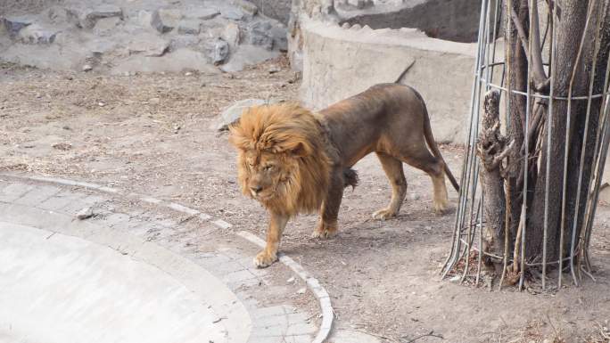 狮子来回走动动物园狮子