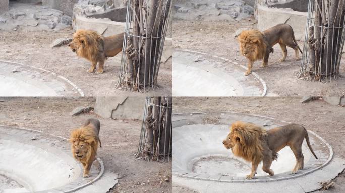 狮子来回走动动物园狮子