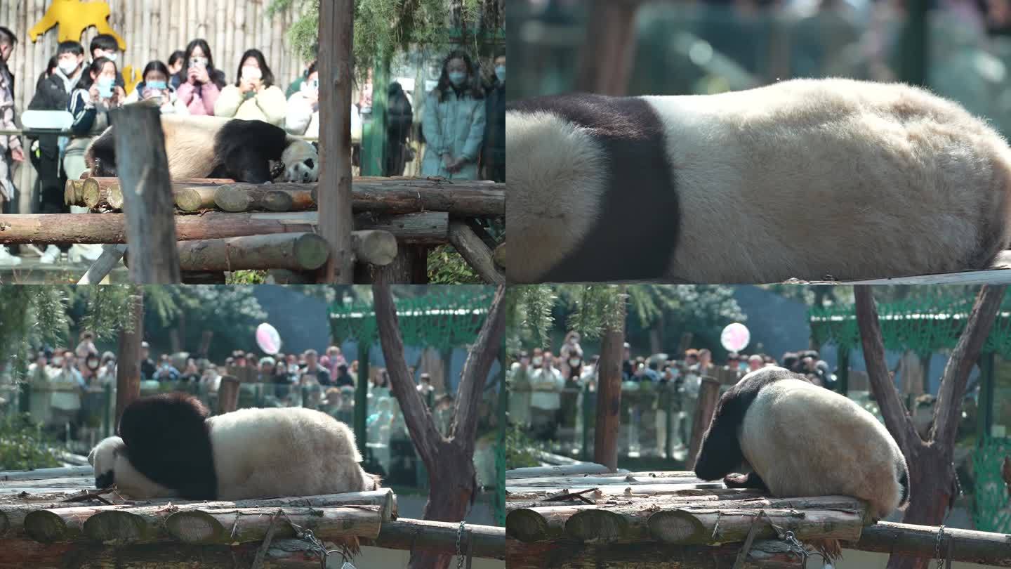 大熊猫 动物园