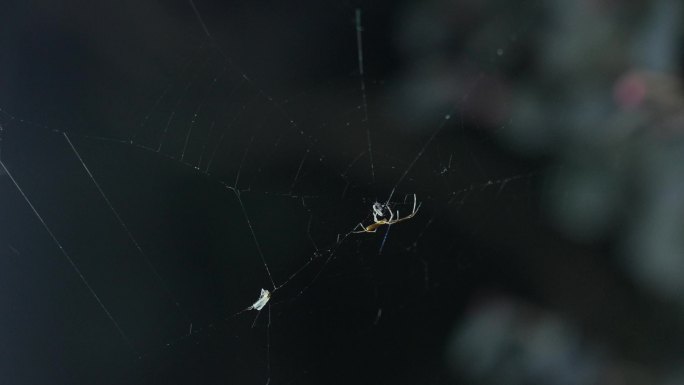晚上路灯边上破损的蜘蛛网蜘蛛
