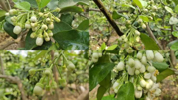 橘子花柑橘花开花柚橙子花朵微距清香花蕊