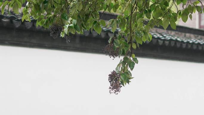 苏州姑苏雨景雨中平江路上的植物