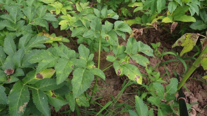 白芷 炭疽病 叶片 药用植物 病害