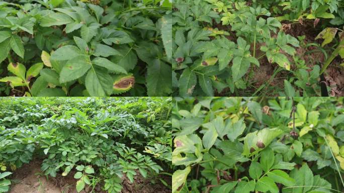 白芷 炭疽病 叶片 药用植物 病害