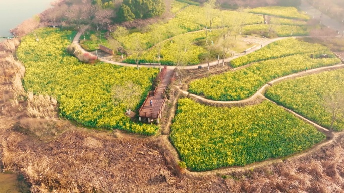 武汉东湖万国公园油菜花海