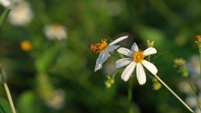 乡间的美好 唯美蜜蜂采蜜 采花
