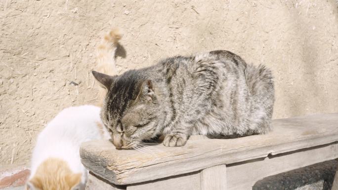 衰老的猫在户外晒太阳很瘦的猫病猫老猫