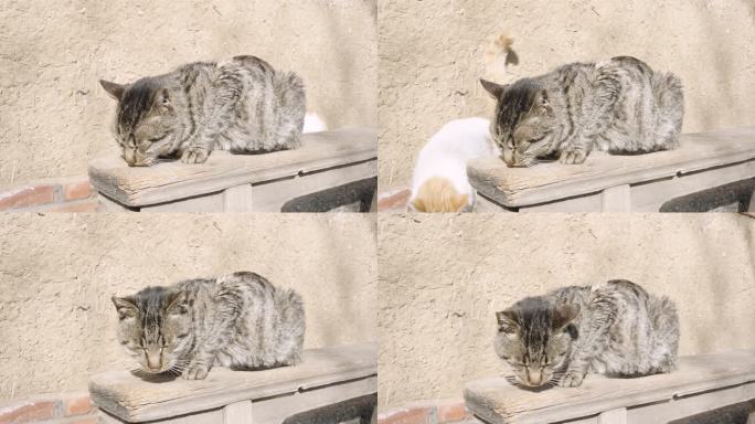 衰老的猫在户外晒太阳很瘦的猫病猫老猫
